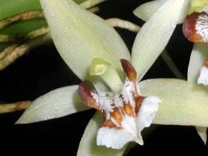 Bild von Coelogyne assamica 2